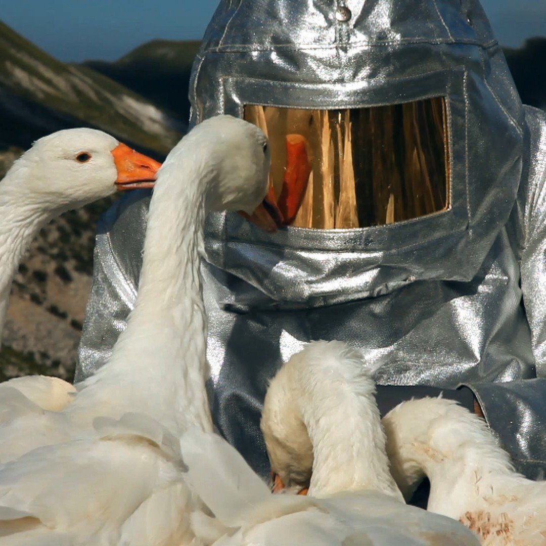 Kun je ganzen opleiden tot astronauten? In deze lezing neemt kunstenaar Agnes Meyer-Brandis je mee naar de maan (of toch iets daar vlakbij) waar wetenschap, kunst en verbeelding samensmelten in haar poëtisch universum.